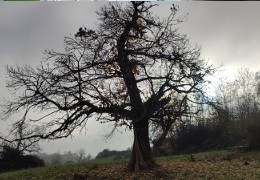 La quête de la branche idéale.1